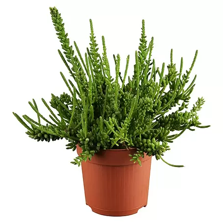 Piardino  Rutenkaktus
