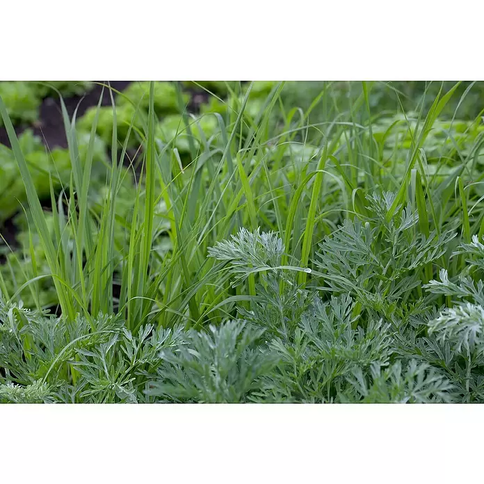 Piardino Kräutermischung Bio - 6 Stk. - Detailaufnahme