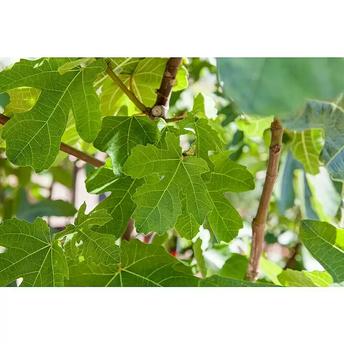 Piardino Feigenbaum Stamm - Ficus carica, Topfgröße: 21 cm, Erntezeit: August - Detailaufnahme