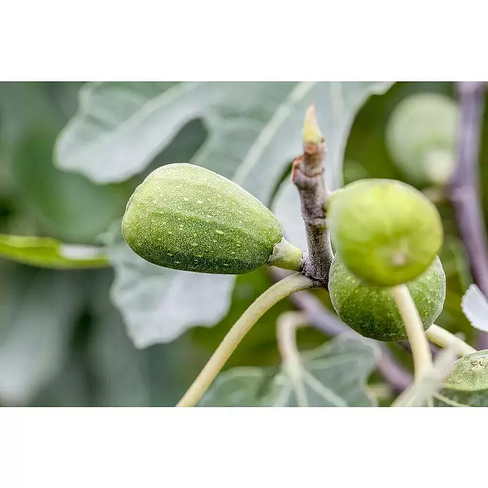Piardino Feigenbaum Busch - Ficus carica, Topfgröße: 14 cm, Erntezeit: August - Detailaufnahme