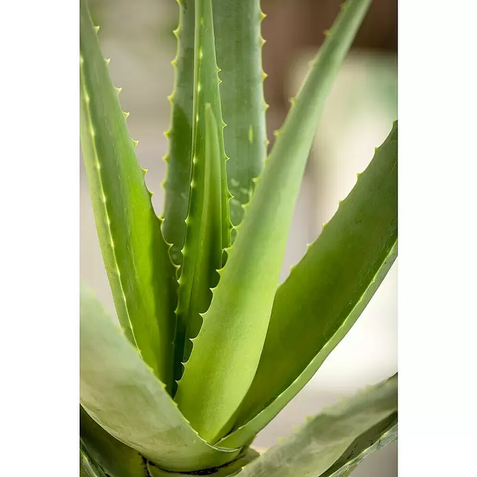Blu Bio Aloe vera Bio - Aloe vera barbadensis, Topfgröße: 12 cm - Detailaufnahme