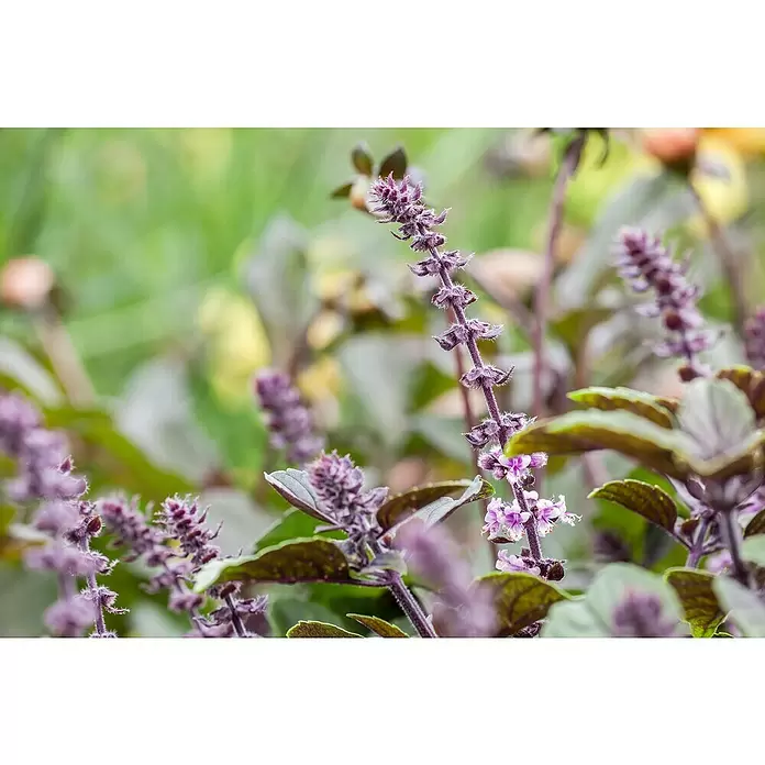 Piardino Strauchbasilikum Stämmchen - Ocimum basilicum Bienennährpflanze, Topfgröße: 19 cm - Detailaufnahme
