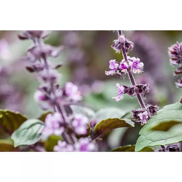 Piardino Strauchbasilikum Stämmchen - Ocimum basilicum Bienennährpflanze, Topfgröße: 19 cm - Detailaufnahme