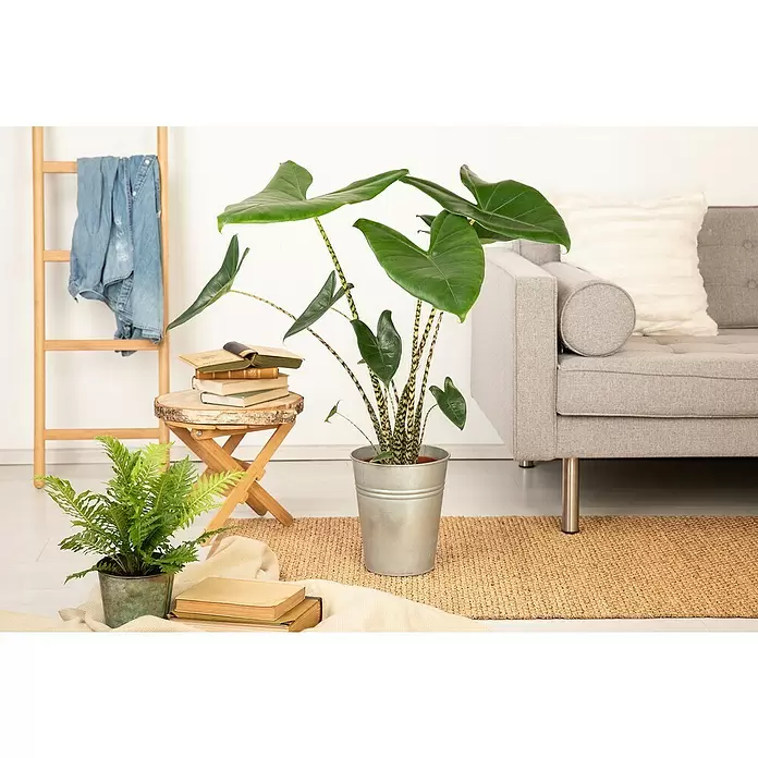 Piardino Elefantenohr - Alocasia zebrina, Topfgröße: 19 cm - Stimmungsaufnahme