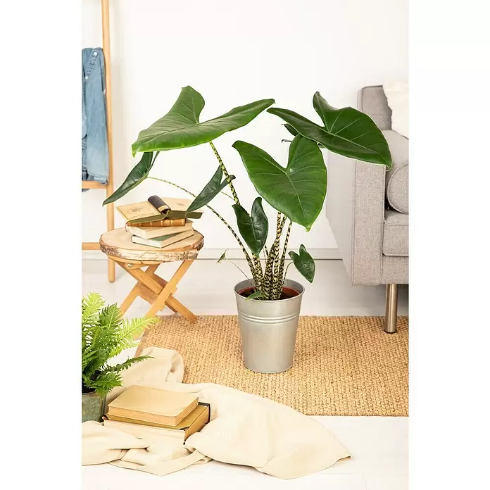Piardino Elefantenohr - Alocasia zebrina, Topfgröße: 19 cm - Stimmungsaufnahme