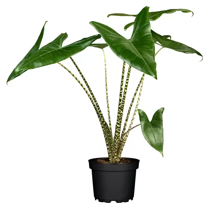 Piardino Elefantenohr - Alocasia zebrina, Topfgröße: 19 cm - Vorderansicht