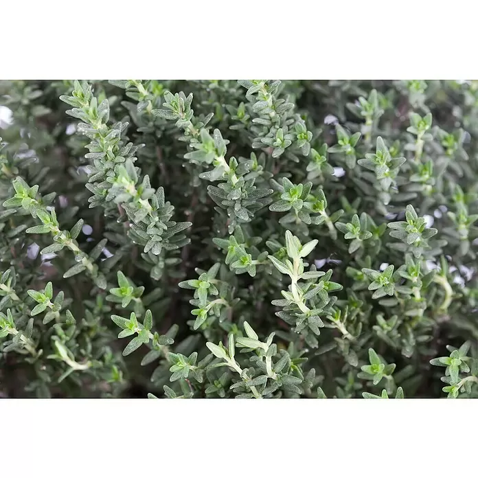Piardino Echter Thymian - Thymus vulgaris, Topfgröße: 13 cm - Detailaufnahme