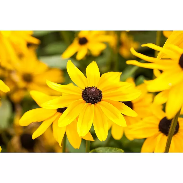 Piardino Sonnenhut - Rudbeckia hirta 'Sunbeckia', Gelb, Gelb/Rot oder Rot, Topfgröße: 21 cm - Detailaufnahme
