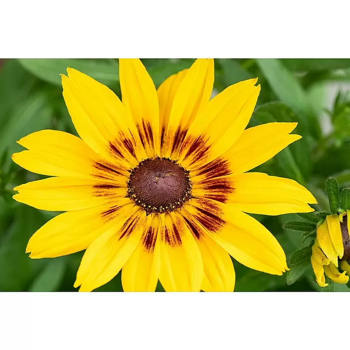 Piardino Sonnenhut - Rudbeckia hirta 'Sunbeckia', Gelb, Gelb/Rot oder Rot, Topfgröße: 21 cm - Detailaufnahme