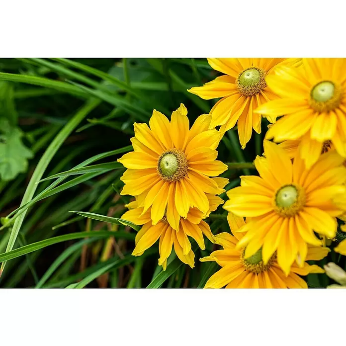 Piardino Sonnenhut - Rudbeckia hirta 'Sunbeckia', Gelb, Gelb/Rot oder Rot, Topfgröße: 21 cm - Detailaufnahme