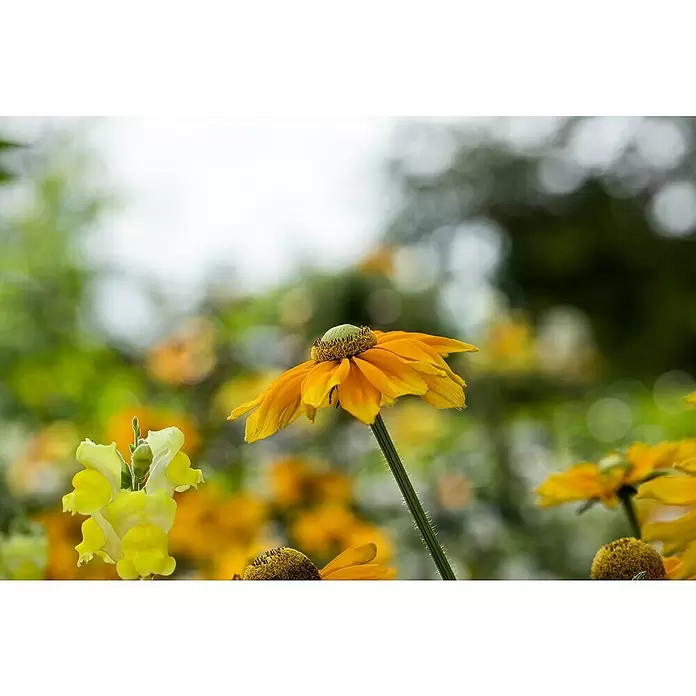 Piardino Sonnenhut - Rudbeckia hirta 'Sunbeckia', Gelb, Gelb/Rot oder Rot, Topfgröße: 21 cm - Detailaufnahme