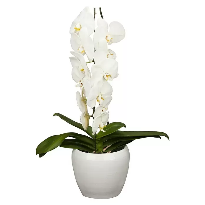 Piardino Schmetterlingsorchidee - Phalaenopsis 'Formidablo', Topfgröße: 10 cm, Weiß, Aufrecht - Vorderansicht
