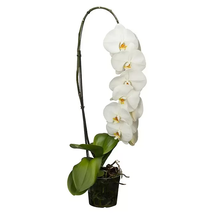 Piardino Schmetterlingsorchidee - Phalaenopsis 'Formidablo', Topfgröße: 10 cm, Weiß, Aufrecht - Vorderansicht