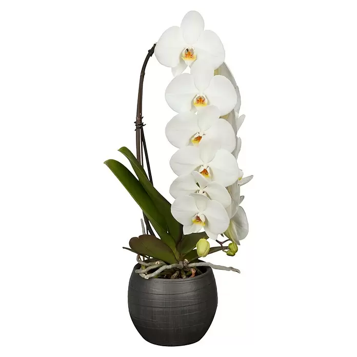 Piardino Schmetterlingsorchidee - Phalaenopsis 'Formidablo', Topfgröße: 10 cm, Weiß, Aufrecht - Vorderansicht