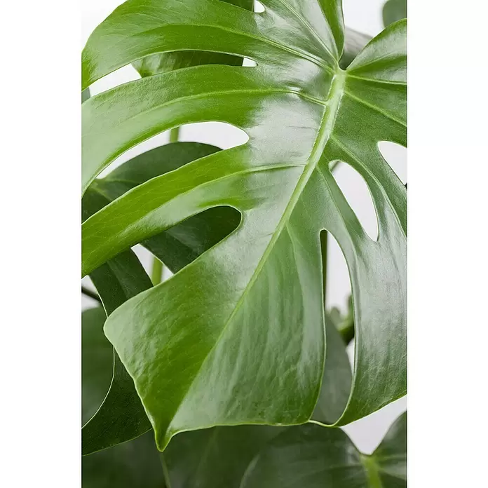 Piardino Fensterblatt - Monstera deliciosa, Topfgröße: 30 cm - Detailaufnahme