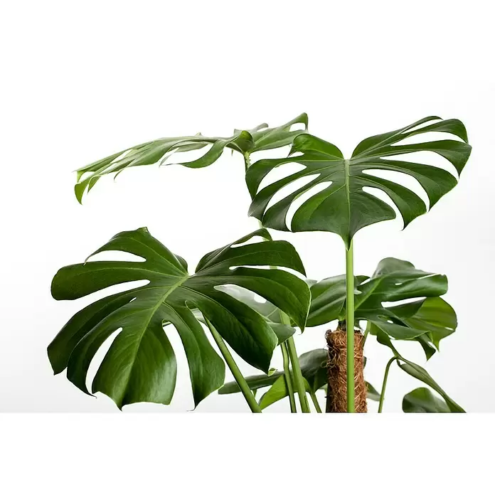 Piardino Fensterblatt - Monstera deliciosa, Topfgröße: 30 cm - Detailaufnahme