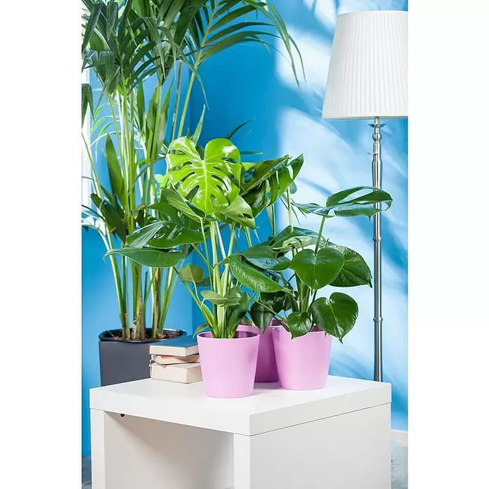 Piardino Fensterblatt - Monstera deliciosa, Topfgröße: 30 cm - Stimmungsaufnahme