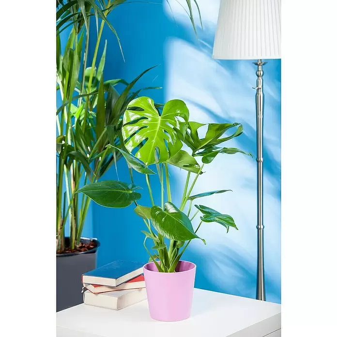 Piardino Fensterblatt - Monstera deliciosa, Topfgröße: 30 cm - Stimmungsaufnahme