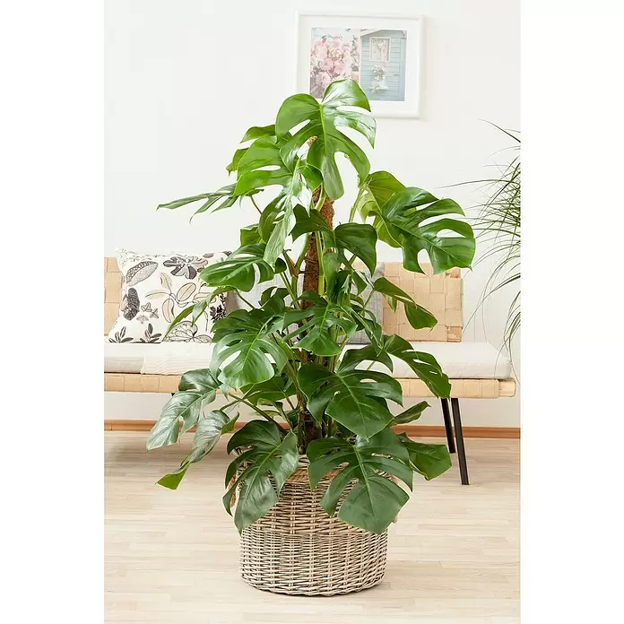 Piardino Fensterblatt - Monstera deliciosa, Topfgröße: 30 cm - Stimmungsaufnahme