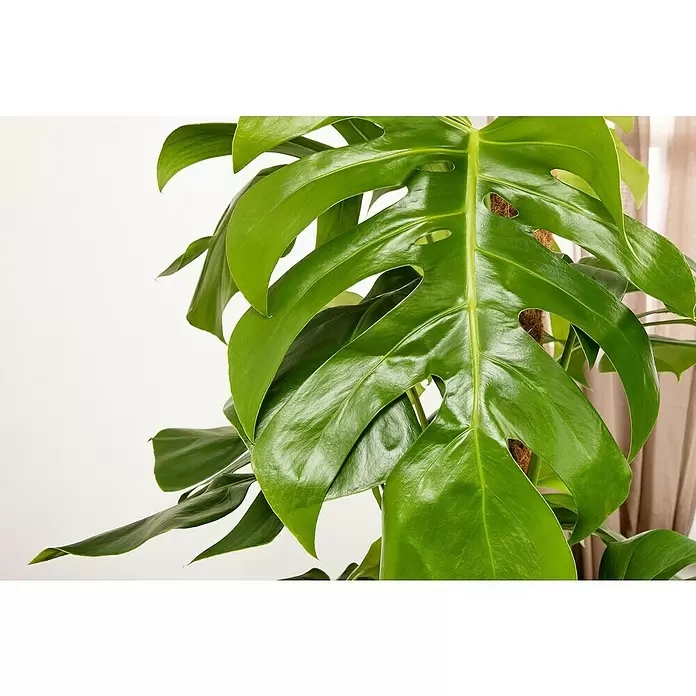 Piardino Fensterblatt - Monstera deliciosa, Topfgröße: 30 cm - Detailaufnahme
