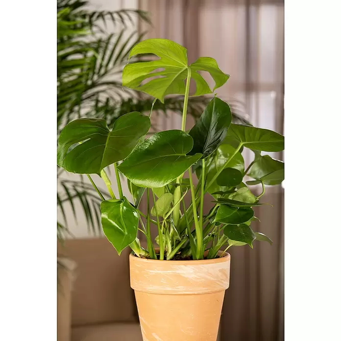 Piardino Fensterblatt - Monstera deliciosa, Topfgröße: 30 cm - Stimmungsaufnahme