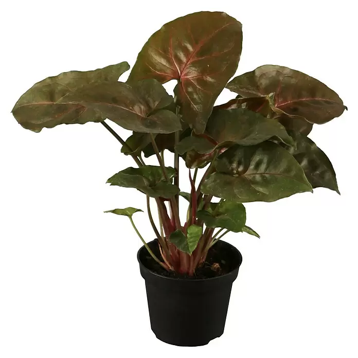 Piardino Purpurtute in Sorten - Syngonium podophyllum - Vorderansicht