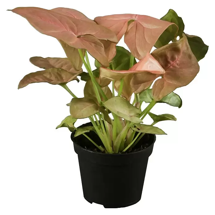 Piardino Purpurtute in Sorten - Syngonium podophyllum - Vorderansicht