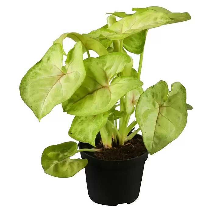 Piardino Purpurtute in Sorten - Syngonium podophyllum - Vorderansicht