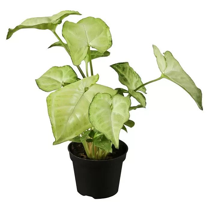 Piardino Purpurtute in Sorten - Syngonium podophyllum - Vorderansicht