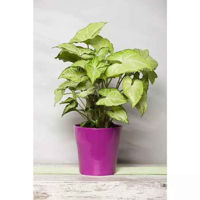 Piardino Purpurtute in Sorten - Syngonium podophyllum - Stimmungsaufnahme