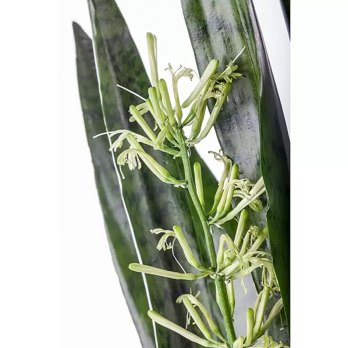 Piardino Sansevieria - Sansevieria zeylanica, Tamaño de maceta: 17 cm, Verde/Blanco - Primer plano