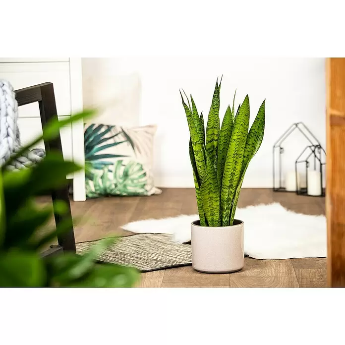 Piardino Sansevieria - Sansevieria zeylanica, Tamaño de maceta: 17 cm, Verde/Blanco - Foto ambiente