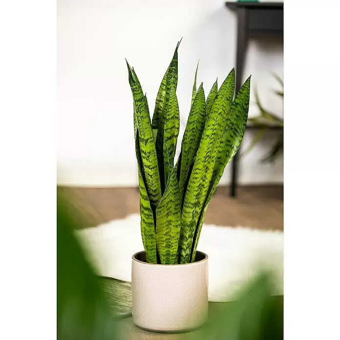 Piardino Sansevieria - Sansevieria trifasciata, Tamaño de maceta: 12 cm, Verde/Blanco - Foto ambiente