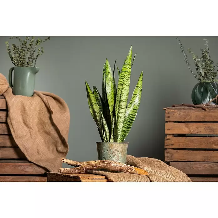 Piardino Sansevieria - Sansevieria zeylanica, Tamaño de maceta: 17 cm, Verde/Blanco - Foto ambiente