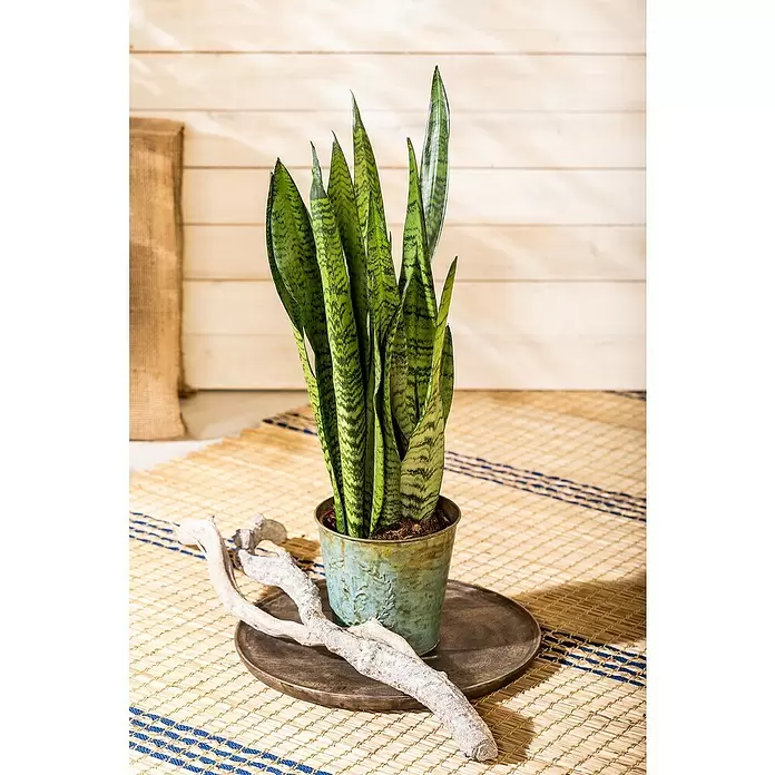 Piardino Sansevieria - Sansevieria zeylanica, Tamaño de maceta: 17 cm, Verde/Blanco - Foto ambiente