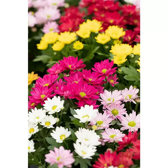 Piardino Herbst-Chrysantheme - Chrysanthemum 'Swifty', Topfgröße: 11 cm, Sortenabhängig - Detailaufnahme