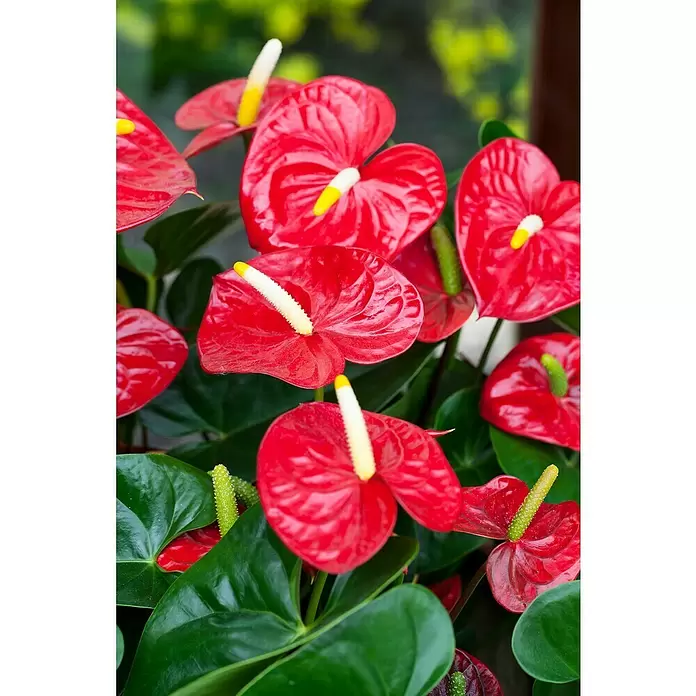 Piardino Flamingoblume - Anthurium x andreanum, Topfgröße: 27 cm, Dunkelrot - Detailaufnahme
