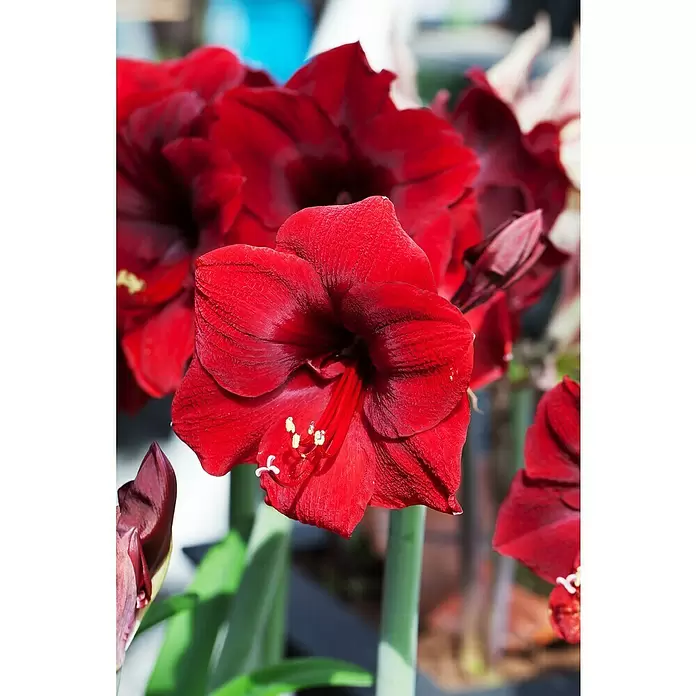 Piardino Amaryllis - Hippeastrum, Rot - Detailaufnahme