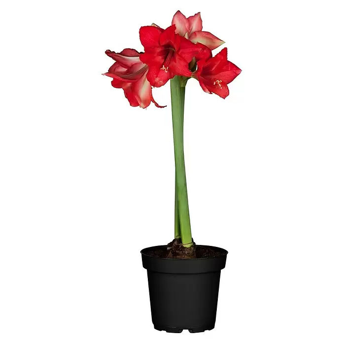 Piardino Amaryllis - Hippeastrum, Rot - Vorderansicht