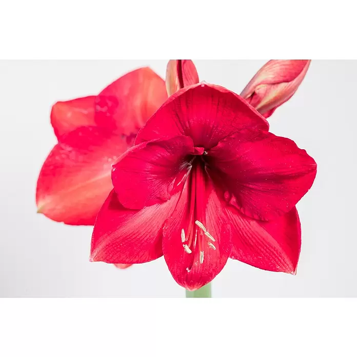 Piardino Amaryllis - Hippeastrum, Rot - Detailaufnahme