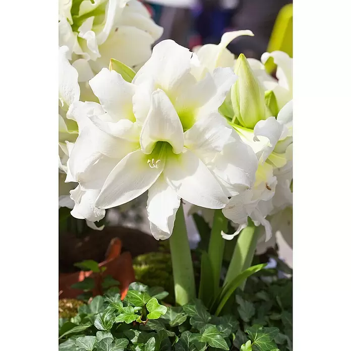 Piardino Amaryllis - Hippeastrum, Weiß - Detailaufnahme