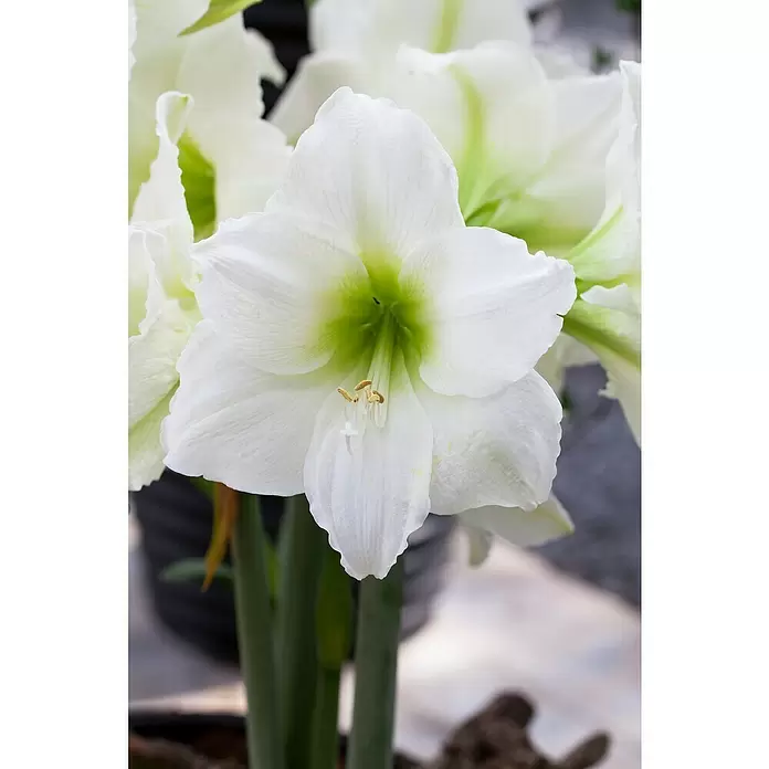 Piardino Amaryllis - Hippeastrum, Weiß - Detailaufnahme