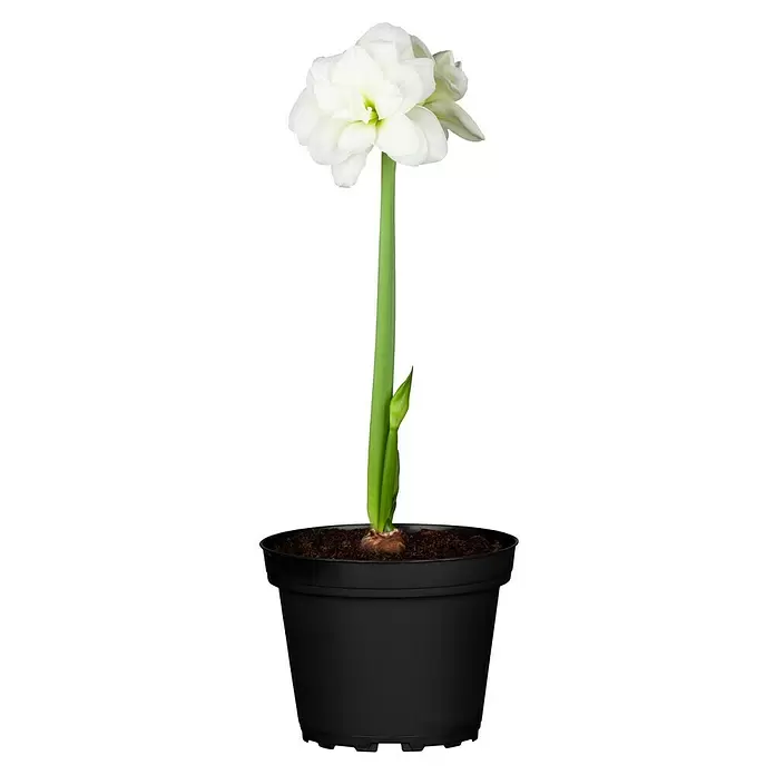 Piardino Amaryllis - Hippeastrum, Weiß - Vorderansicht