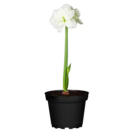 Piardino  Amaryllis