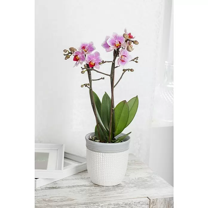 Piardino Schmetterlingsorchidee Dots Pink - Phalaenopsis Midi, Topfgröße: 9 cm, Rosa/Weiß/Hellgelb/Dunkelrot/Pink, Aufrecht - Stimmungsaufnahme