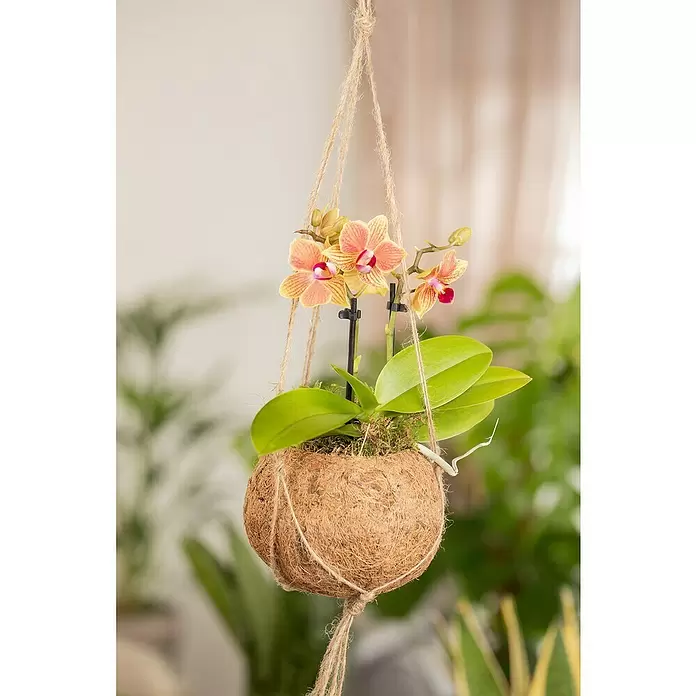 Piardino Schmetterlingsorchidee Rainbow - Phalaenopsis Midi, Topfgröße: 9 cm, Rosa/Weiß/Hellgelb/Dunkelrot/Pink, Aufrecht - Stimmungsaufnahme