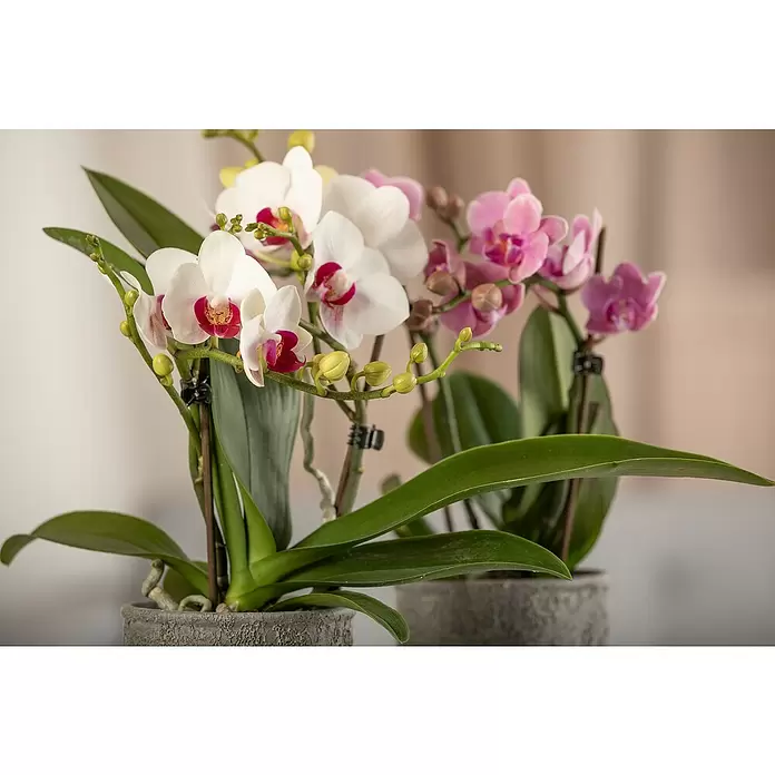 Piardino Schmetterlingsorchidee Rainbow - Phalaenopsis Midi, Topfgröße: 9 cm, Rosa/Weiß/Hellgelb/Dunkelrot/Pink, Aufrecht - Stimmungsaufnahme
