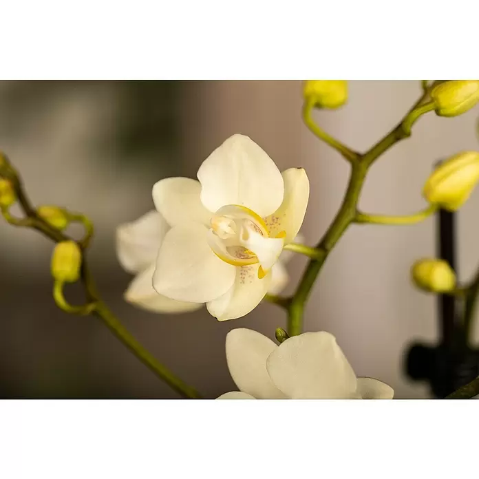 Piardino Schmetterlingsorchidee Dots Pink - Phalaenopsis Midi, Topfgröße: 9 cm, Rosa/Weiß/Hellgelb/Dunkelrot/Pink, Aufrecht - Detailaufnahme