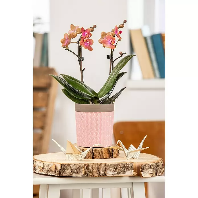 Piardino Schmetterlingsorchidee Rainbow - Phalaenopsis Midi, Topfgröße: 9 cm, Rosa/Weiß/Hellgelb/Dunkelrot/Pink, Aufrecht - Stimmungsaufnahme