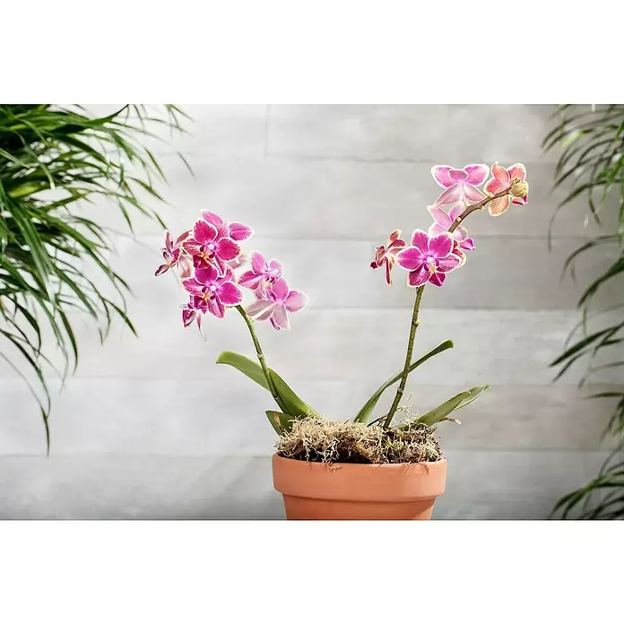Piardino Schmetterlingsorchidee Rainbow - Phalaenopsis Midi, Topfgröße: 9 cm, Rosa/Weiß/Hellgelb/Dunkelrot/Pink, Aufrecht - Stimmungsaufnahme
